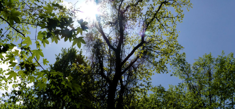 Soleil arbres