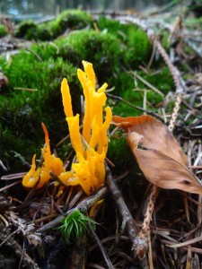 DSC07747_lowdef