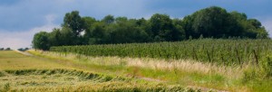Champs d’énergie : Se réapproprier la production d'énergie