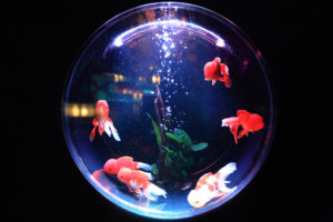Fishbowl - Bocal - Cercle Excentrique