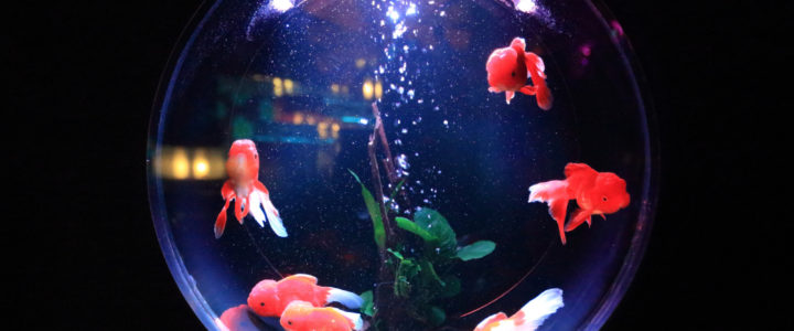 Fishbowl – Bocal – Cercle Excentrique