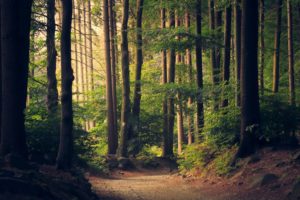 Participez à la publication d'articles sur l’éco-psychologie et la transition intérieure !