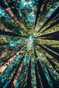 FORMATION : Animer la transition intérieure, à Liège les 6 et 7 novembre 2020