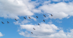 FORMATION : Leadership de transition, Bruxelles, les 29 et 30 octobre 2021