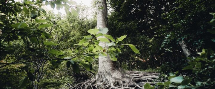 *Focus Formations* La Transition Intérieure pour une transformation intégrale de la société… *Focus Formations* La Transition Intérieure pour une transformation intégrale de la société…