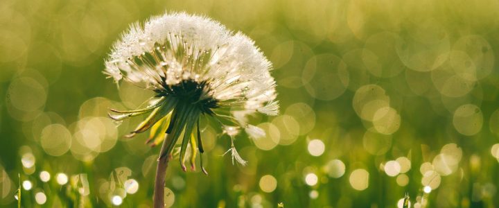 Et si on répondait à nos besoins sans détruire la vie sur Terre ? Et si on répondait à nos besoins sans détruire la vie sur Terre ?